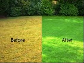 Before and after photo of dead grass on the left and lush, green grass on the right