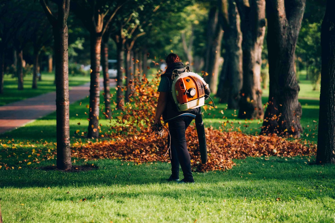Man with a backpack leaf blower removing leaves in between two rows of trees